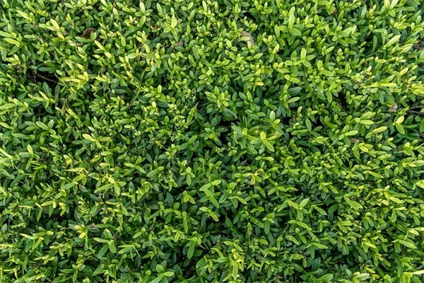 種まきが早すぎた？弱った苗を救う6つの方法