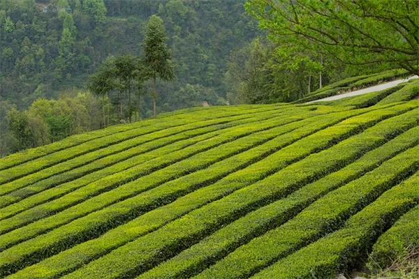 日向で育てる虫除けハーブ5選、プロが教えるベランダの虫問題を解決する効果的な組み合わせ