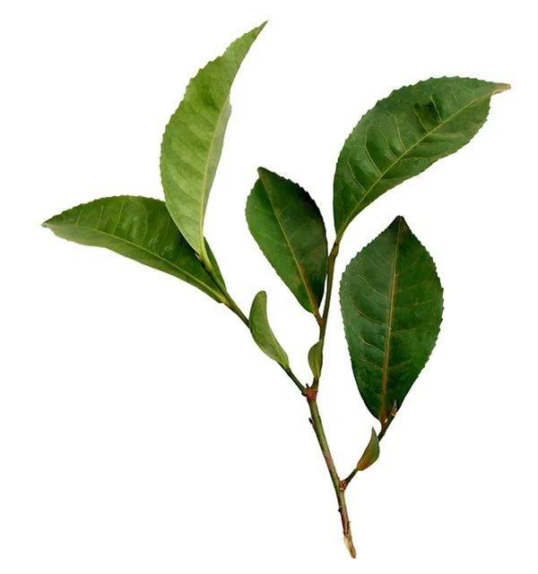 ダニ対策に効く植物6選！庭で実際に試した効果と使い方