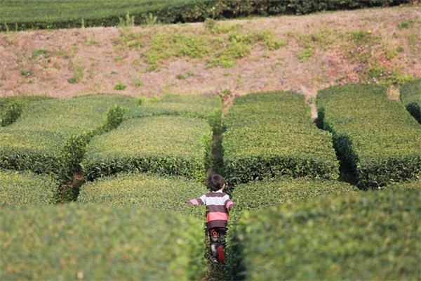 白い熱帯植物の育て方、私が実践するコツとおすすめ5選